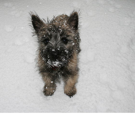 Cairn Terrier puppy in snow.PNG
