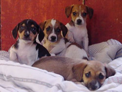 beagle puppies.jpg
