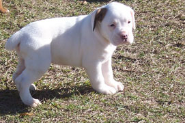 white boxer puppy
