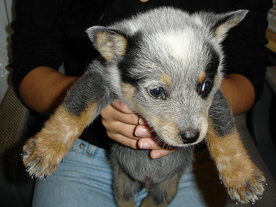 Cute puppy picture of a Blue Heeler dog in three toned colors.PNG
