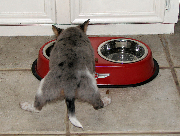 Funny picture of a hungry puppy from the back.PNG
