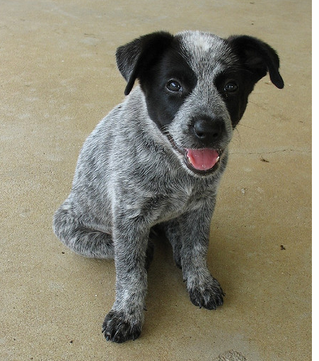 Image of a Blue Heeler puppy in three toned colors with black, grey and white.PNG
