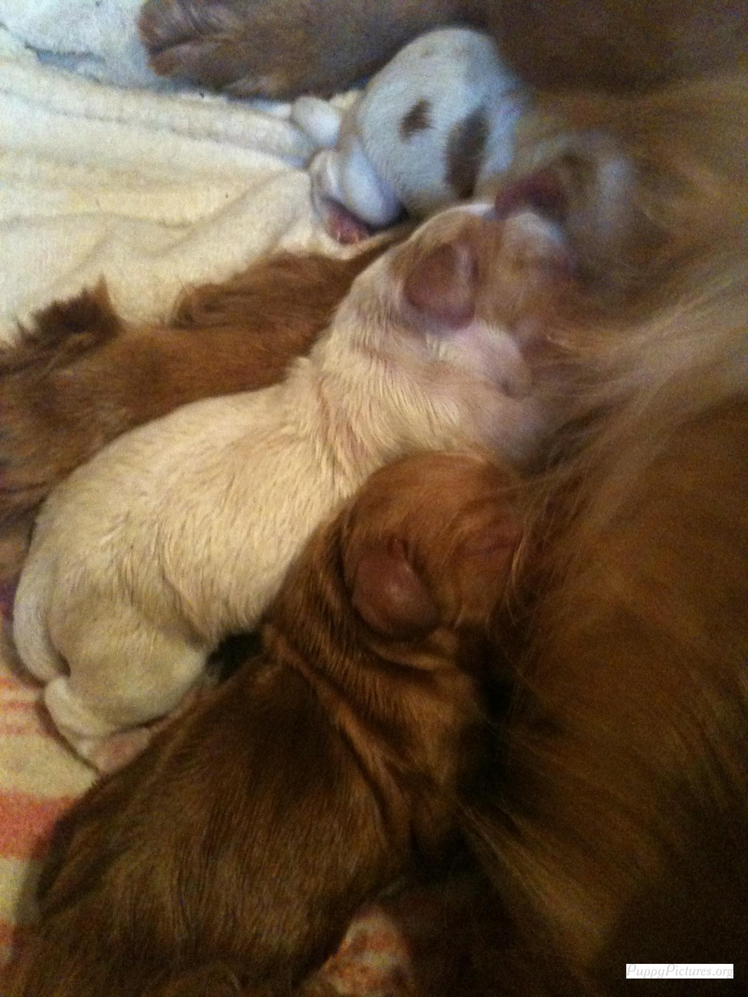 pups 1,2,3 feeding again.jpg
