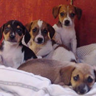 beagle puppies.jpg

