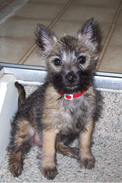 Cairn Terrier puppy photo.PNG
