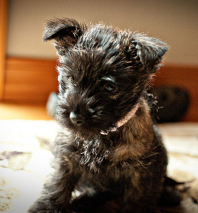 Cairn Terrier puppy picture.PNG
