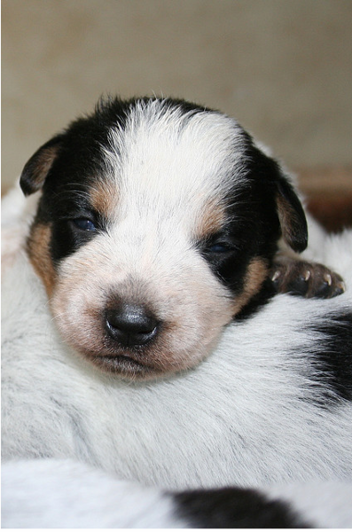 Newborn Blue Heeler puppy pictures.PNG
