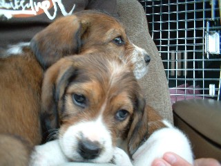 beagle puppies_cute.JPG
